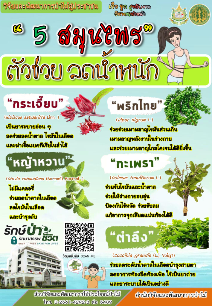 thumbnail of 5-สมุนไพร-ตัวช่วยลดน้ำหนัก