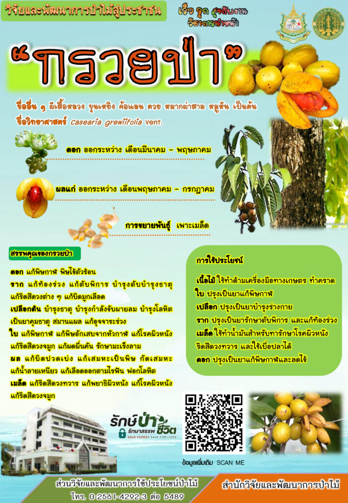 thumbnail of กรวยป่า