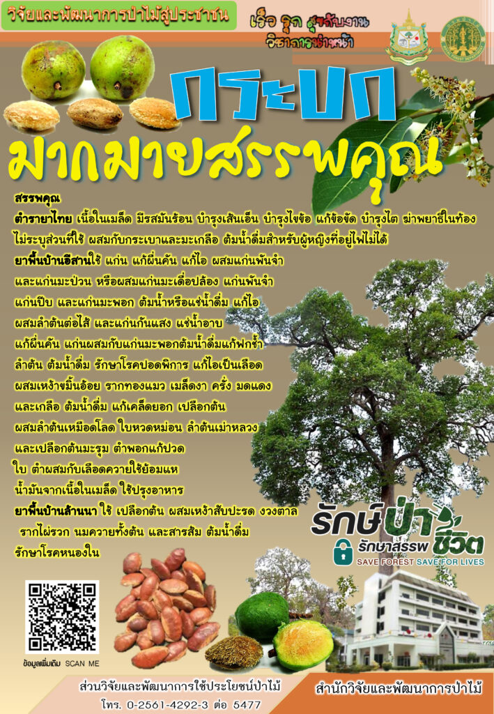 thumbnail of กระบกมากมายสรรพคุณ