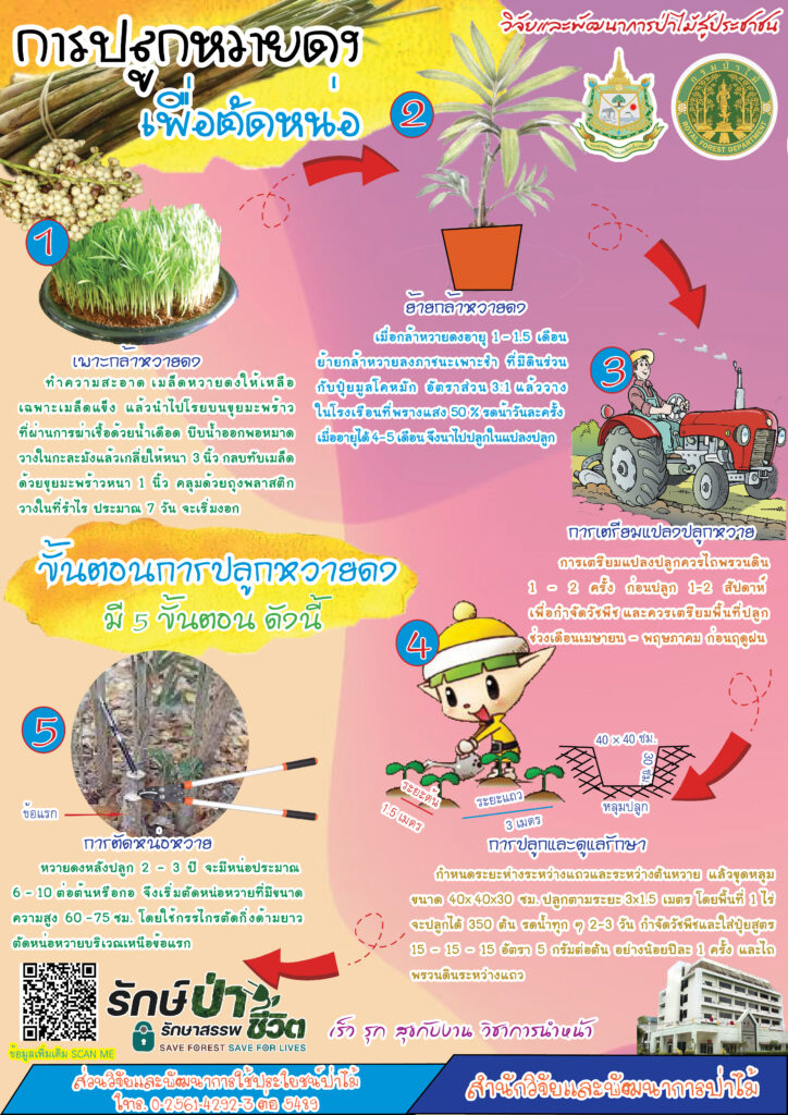 thumbnail of การปลูกหวายดงเพื่อตัดหน่อ