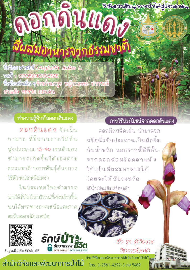 thumbnail of ดอกดินแดง สีผสมอาหารจากธรรมชาติ