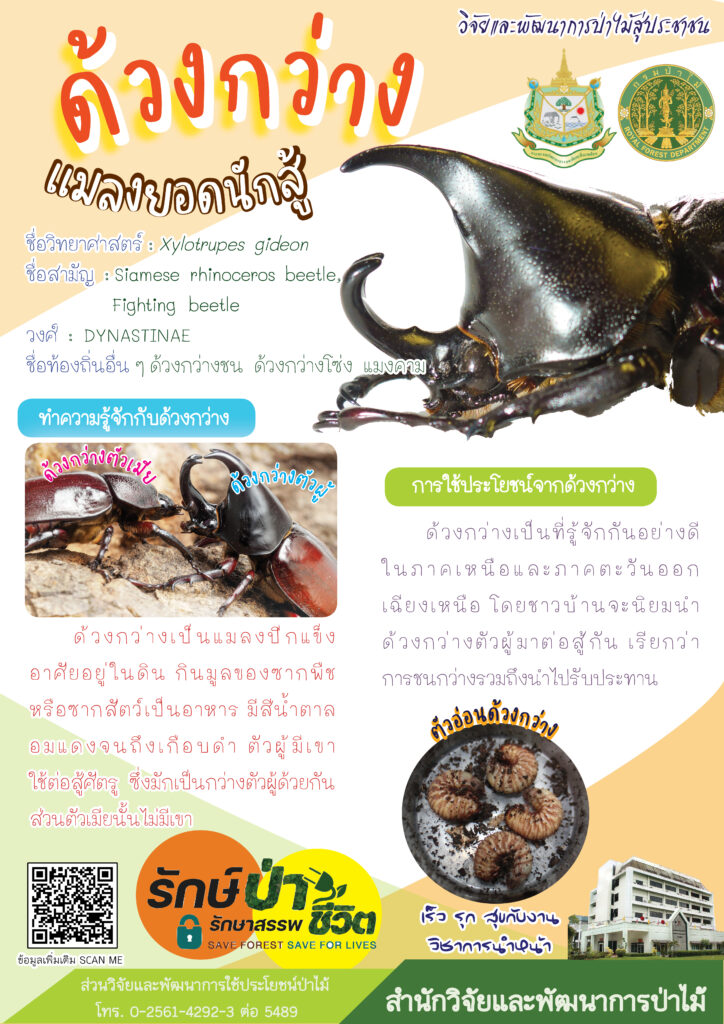 thumbnail of ด้วงกว่าง แมลงยอดนักสู้