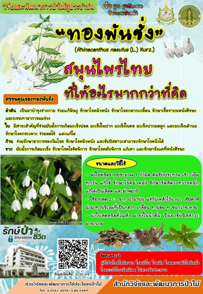 thumbnail of ทองพันชั่ง-สมุนไพรที่ให้อะไรมากกว่าที่คิด