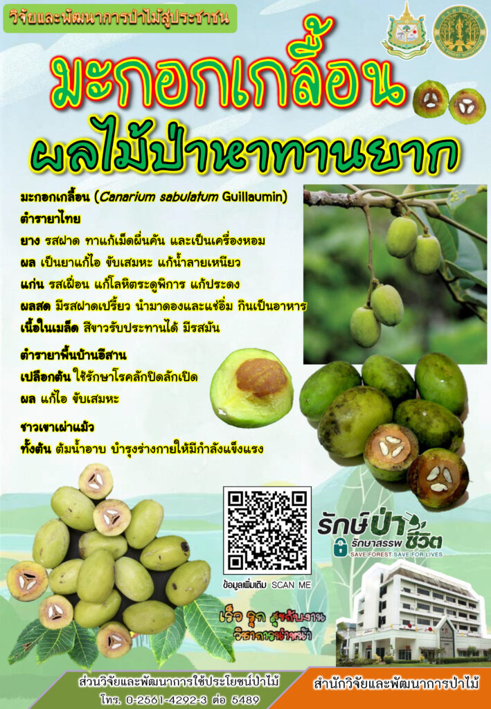 thumbnail of มะกอกเกลื้อน-ผลไม้ป่าหาทานยาก