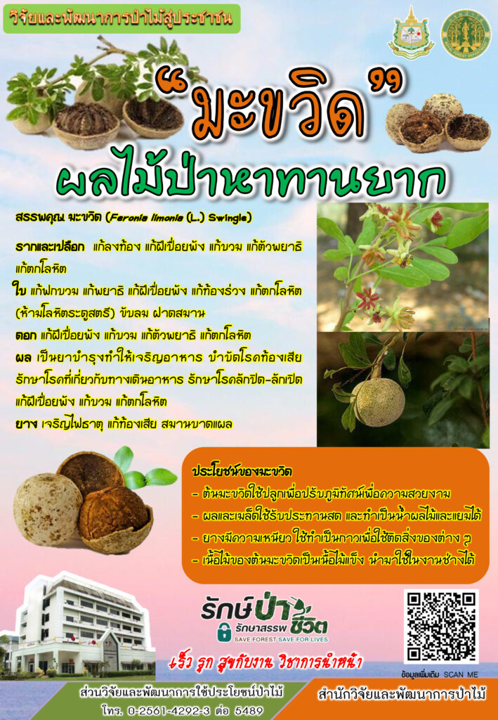 thumbnail of มะขวิด-ผลไม้ป่าหาทานยาก
