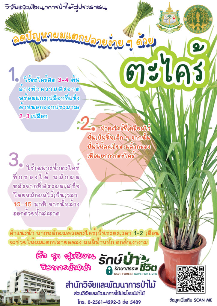 thumbnail of ลดปัญหาผมแตกปลายง่าย ๆ ด้วยตะไคร้