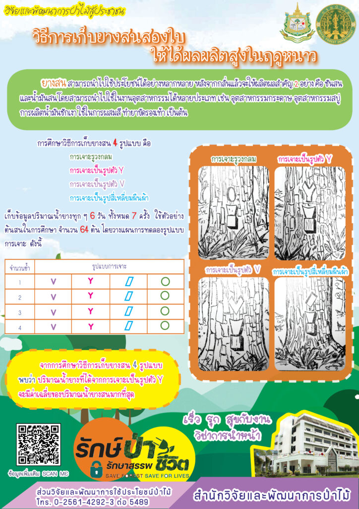 thumbnail of วิธีการเก็บยางสนสองใบให้ได้ผลผลิตสูงในฤดูหนาว