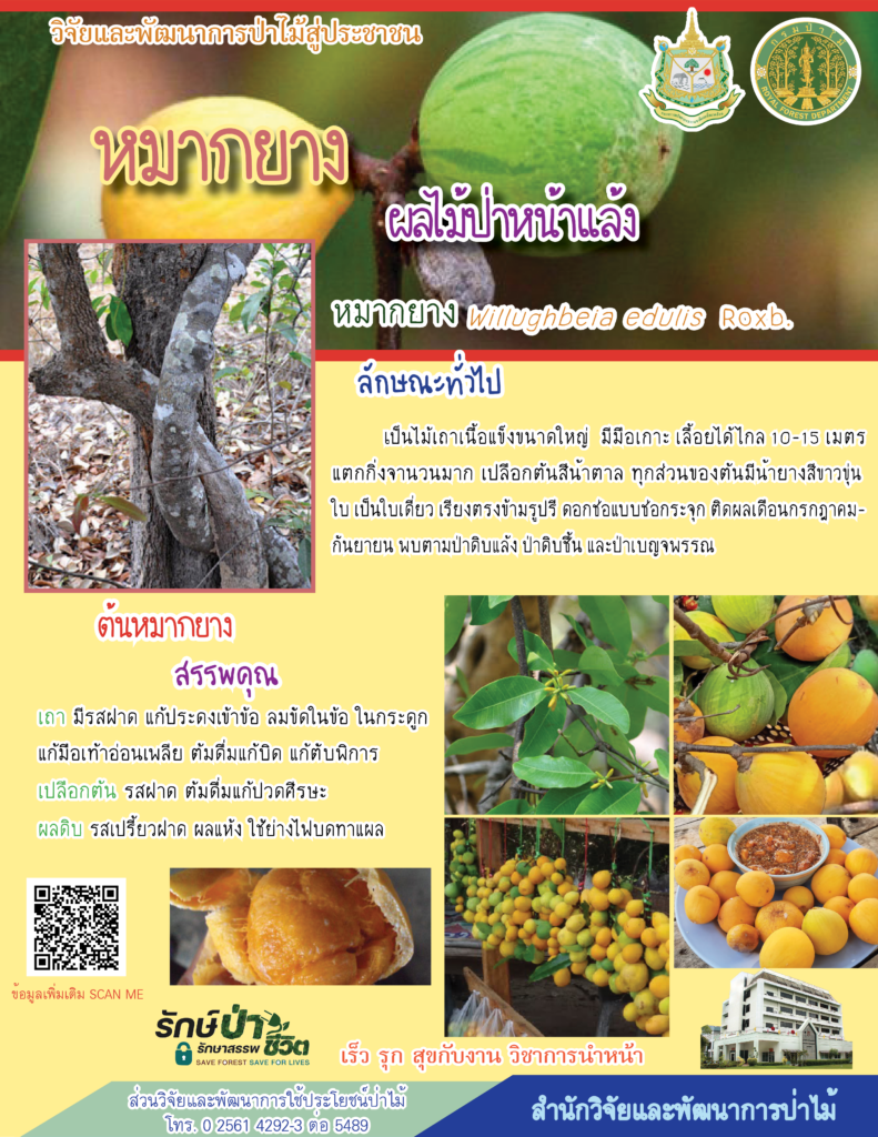thumbnail of หมากยาง ผลไม้ป่าหน้าแล้ง