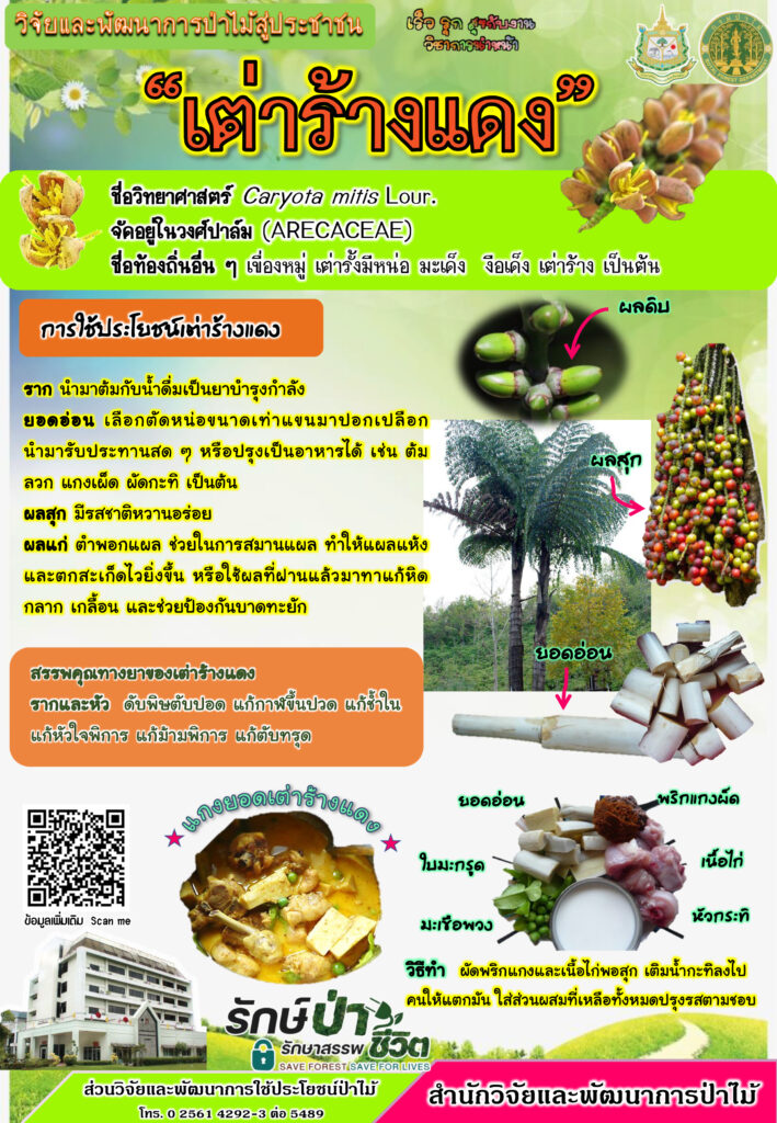 thumbnail of เต่าร้างแดง